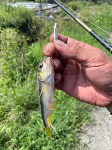 カワムツの釣果