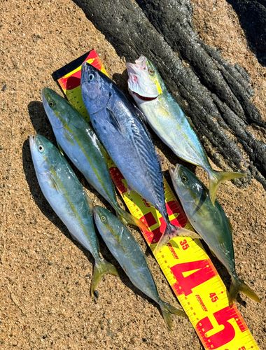スマガツオの釣果