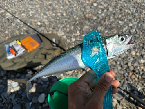 サバの釣果