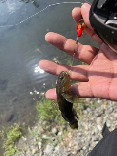 ヌマチチブの釣果