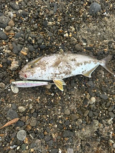 ショゴの釣果