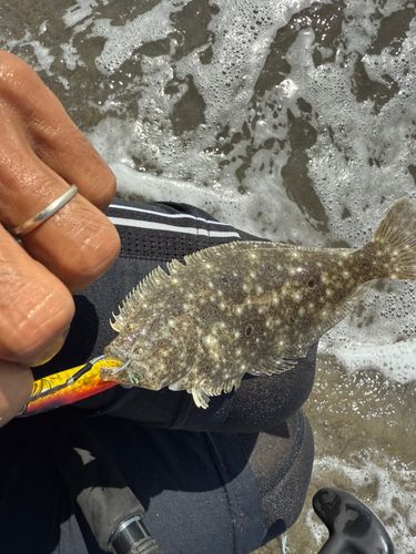 ソゲの釣果