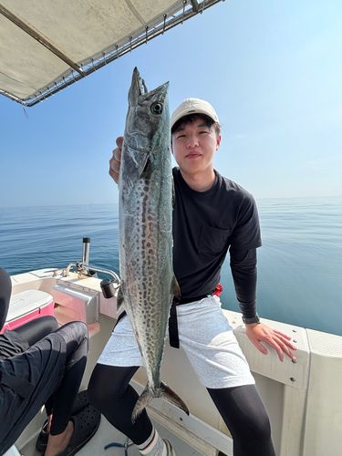 サワラの釣果