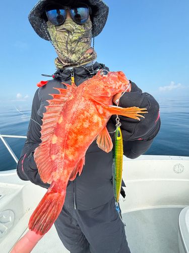 ウッカリカサゴの釣果
