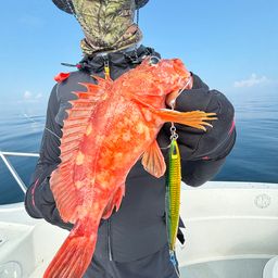 ウッカリカサゴ