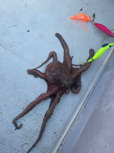 タコの釣果
