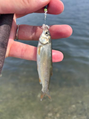 ウグイの釣果