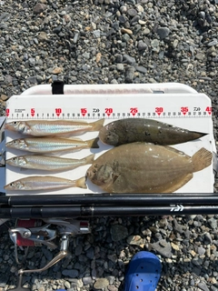 シロギスの釣果