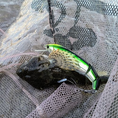 アユカケの釣果