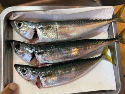 サバの釣果