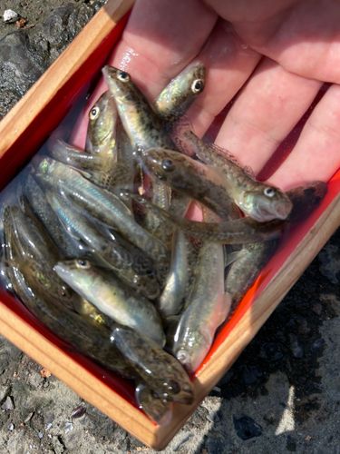 ハゼの釣果