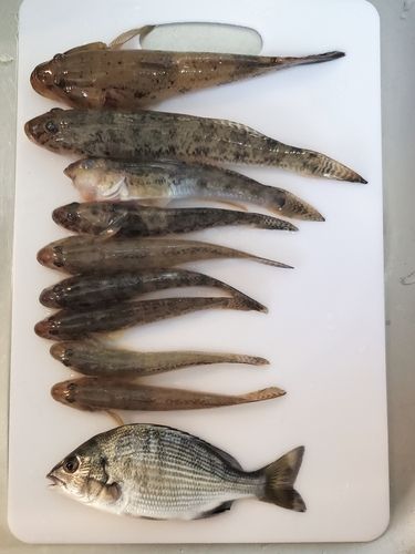 ハゼの釣果