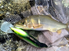 アユの釣果