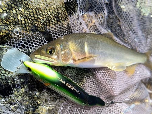 アユの釣果