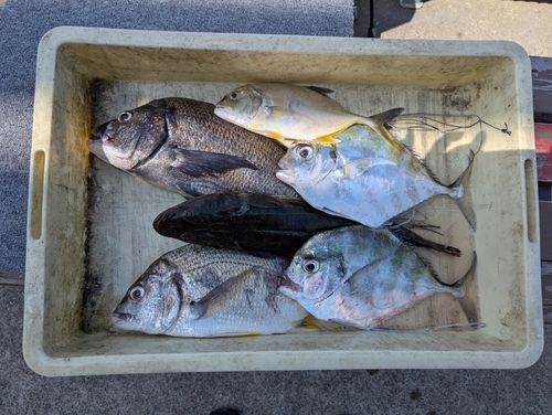クロダイの釣果