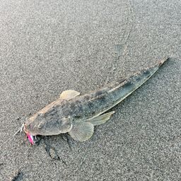 マゴチ