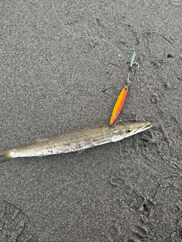 カマスの釣果