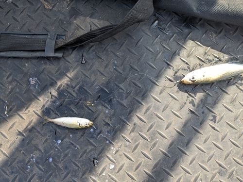 本牧海づり施設