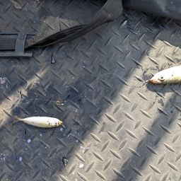 アジ