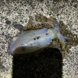 アオリイカ