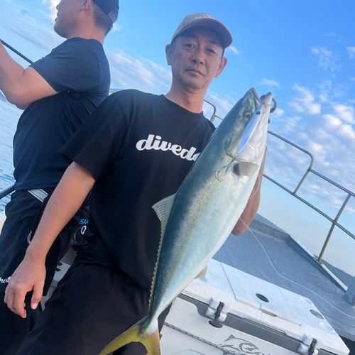 メジロの釣果