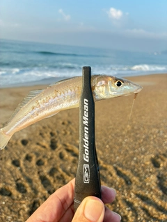キスの釣果