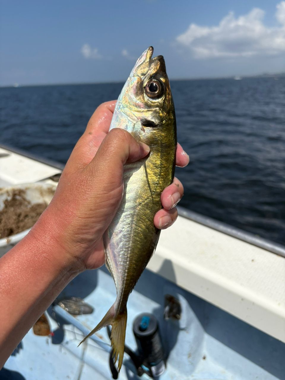 なんちゃって太公望さんの釣果 2枚目の画像