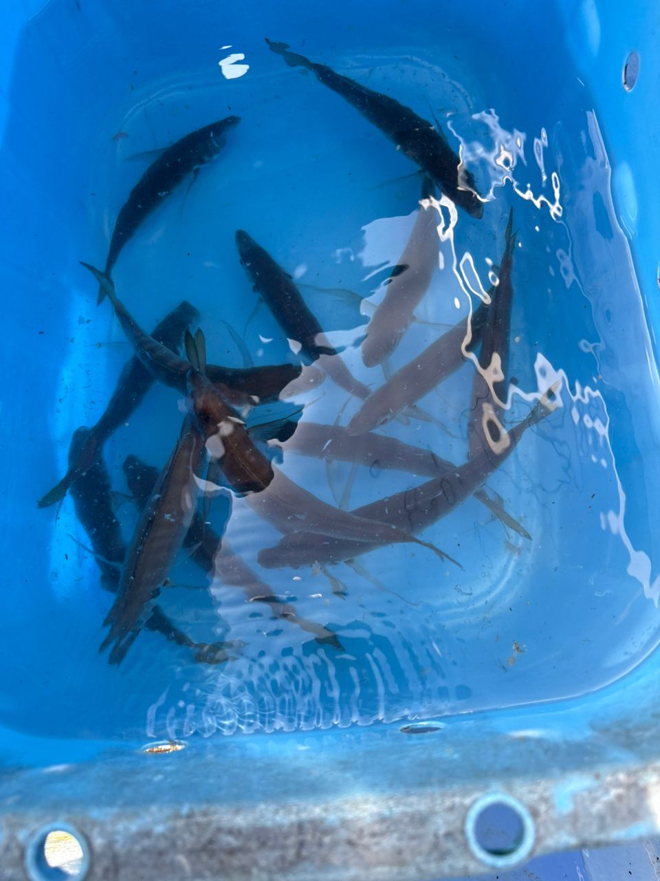 なんちゃって太公望さんの釣果 3枚目の画像