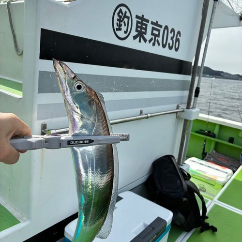 タチウオの釣果