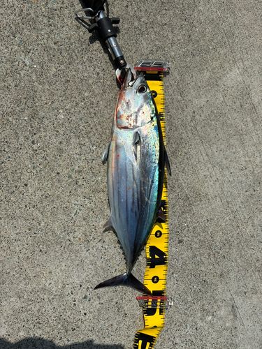 ハガツオの釣果