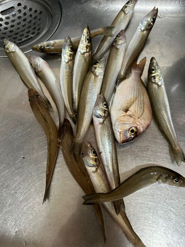 キスの釣果