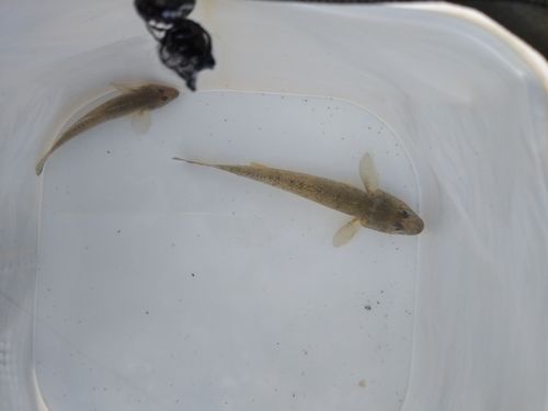マハゼの釣果