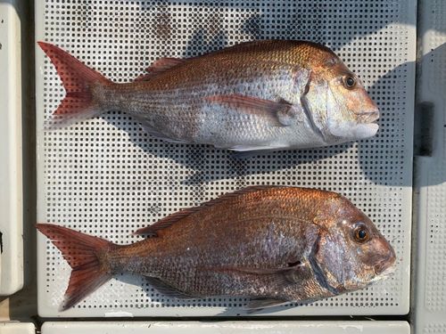 タイの釣果