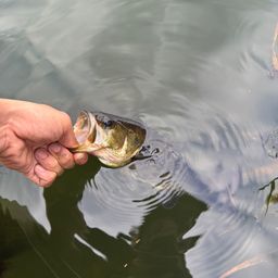 ラージマウスバス