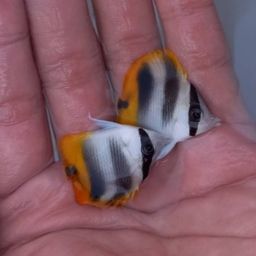 チョウチョウウオ