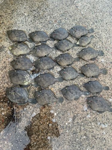カワハギの釣果