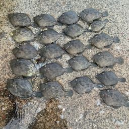 カワハギ
