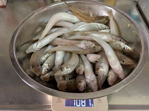 キスの釣果