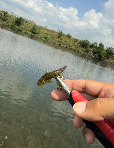 ハゼの釣果