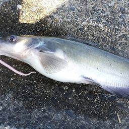 アメリカンキャットフィッシュ