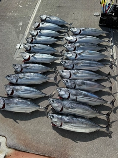カツオの釣果