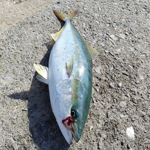 フクラギの釣果