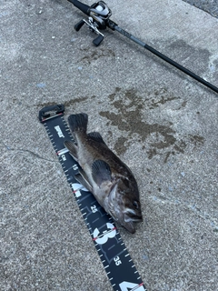 クロソイの釣果