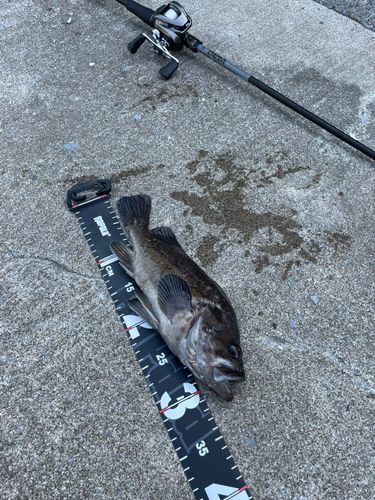 クロソイの釣果