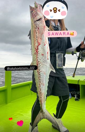 サワラの釣果