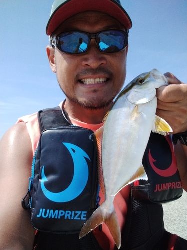 カンパチの釣果