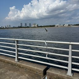 カタクチイワシ