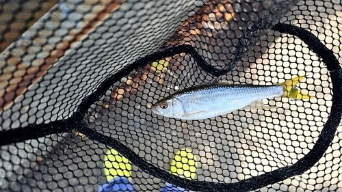 オイカワの釣果