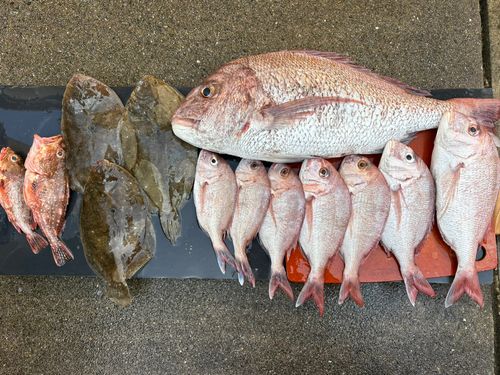 タイの釣果