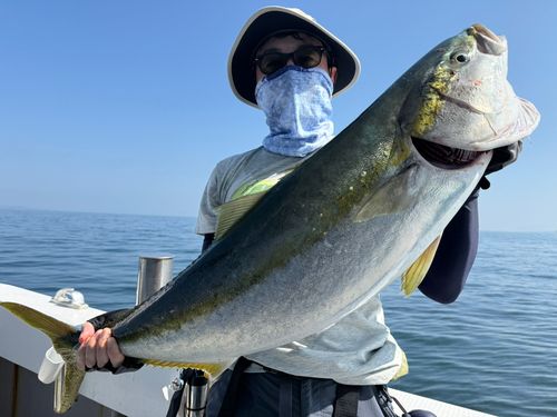 ブリの釣果